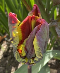 Tulipan Rasta Parrot 6 løg